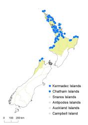 Tmesipteris lanceolata distribution map based on databased records at AK, CHR and WELT.
 Image: K. Boardman © Landcare Research 2014 CC BY 3.0 NZ